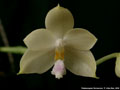 Photo : Phalaenopsis floresensis