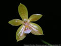 Photo : Phalaenopsis Flores Moon