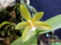 Photo : Phalaenopsis Flores Moon
