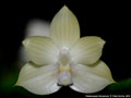Photo : Phalaenopsis floresensis