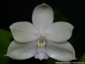 Photo : Phalaenopsis floresensis