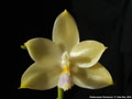 Photo : Phalaenopsis floresensis