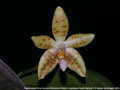 Photo : Phalaenopsis Flores Summer