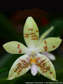 Photo : Phalaenopsis Flores Summer