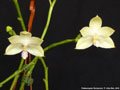 Photo : Phalaenopsis floresensis