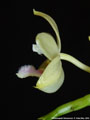 Photo : Phalaenopsis floresensis
