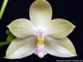 Photo : Phalaenopsis floresensis