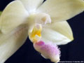 Photo : Phalaenopsis floresensis