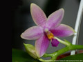 Photo : Phalaenopsis Essence Yuhmei