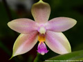 Photo : Phalaenopsis Essence Yuhmei