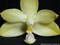 Photo : Phalaenopsis floresensis
