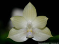 Photo : Phalaenopsis floresensis