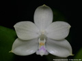 Photo : Phalaenopsis floresensis