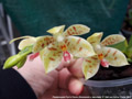 Photo : Phalaenopsis Pylo's Flores