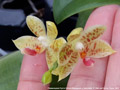 Photo : Phalaenopsis Pylo's Flores