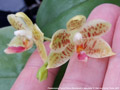 Photo : Phalaenopsis Pylo's Flores