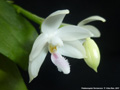 Photo : Phalaenopsis floresensis