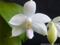 Photo : Phalaenopsis floresensis