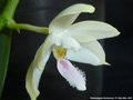 Photo : Phalaenopsis floresensis