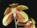Photo : Phalaenopsis Corinne Dream