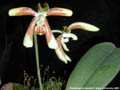 Photo : Phalaenopsis fuscata