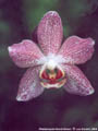 Photo : Phalaenopsis Nicole Dream