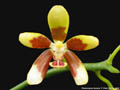 Photo : Phalaenopsis fuscata