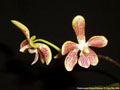 Photo : Phalaenopsis Palace Princess