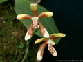 Photo : Phalaenopsis fuscata