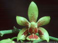 Photo : Phalaenopsis Jim Creasy
