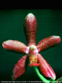 Photo : Phalaenopsis Bee Ridge