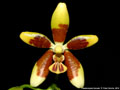 Photo : Phalaenopsis fuscata