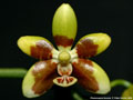 Photo : Phalaenopsis fuscata