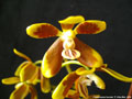 Photo : Phalaenopsis fuscata
