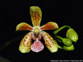 Photo : Phalaenopsis Palace Princess