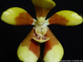 Photo : Phalaenopsis fuscata