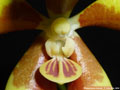 Photo : Phalaenopsis fuscata