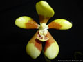 Photo : Phalaenopsis fuscata