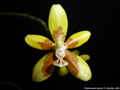 Photo : Phalaenopsis fuscata