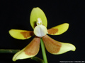 Photo : Phalaenopsis fuscata