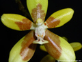 Photo : Phalaenopsis fuscata