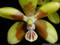 Photo : Phalaenopsis fuscata