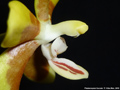 Photo : Phalaenopsis fuscata