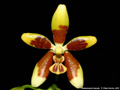 Photo : Phalaenopsis fuscata