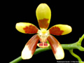Photo : Phalaenopsis fuscata