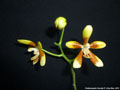 Photo : Phalaenopsis fuscata