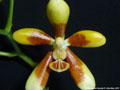 Photo : Phalaenopsis fuscata