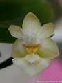 Photo : Phalaenopsis gibbosa
