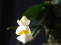 Photo : Phalaenopsis gibbosa