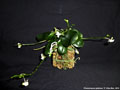 Photo : Phalaenopsis gibbosa